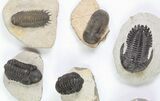 Lot: Assorted Devonian Trilobites - Pieces #76918-5